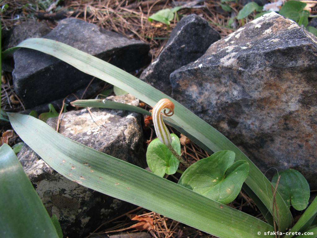 Photo report: Around Sfakia, Crete Spring 2013